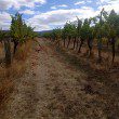 Mounta Avoca Winery. Photo by Maj