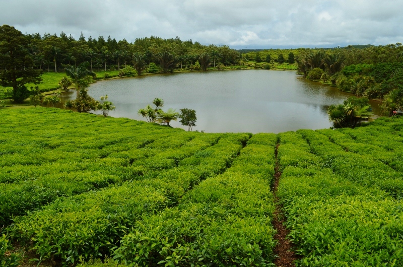 The tea plantation at Bois Cheri