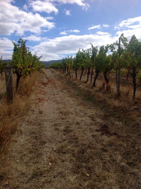 Mounta Avoca Winery. Photo by Maj