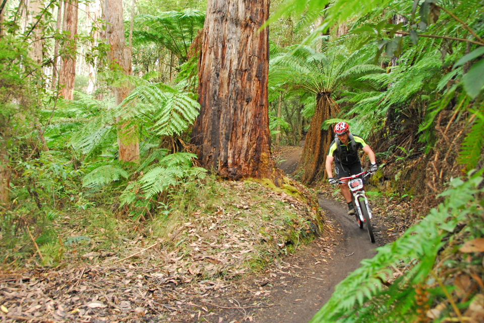 Forrest trails at the 2014 Giant Otway Odyssey. Photo Rapid Ascent